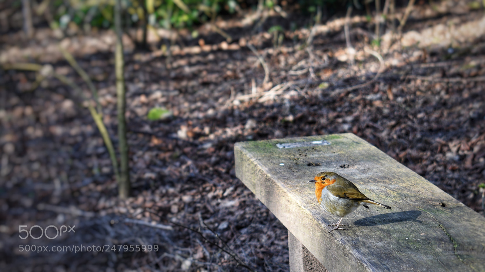 Nikon D3400 sample photo. Birdy! photography