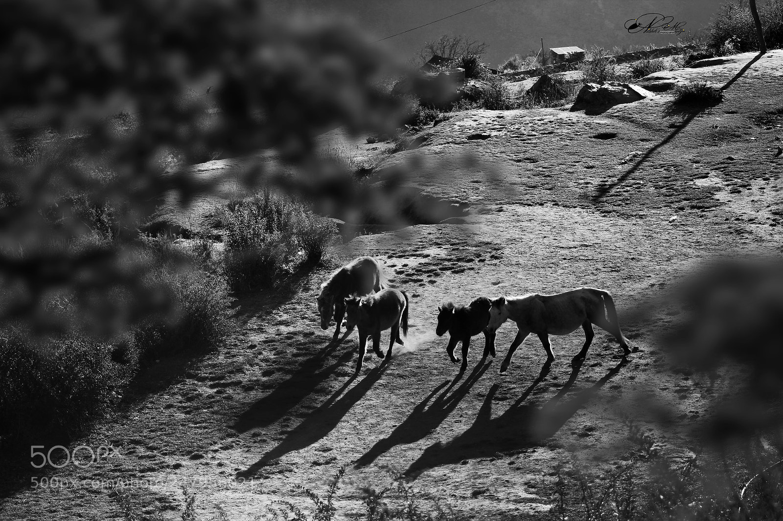 Canon EOS 550D (EOS Rebel T2i / EOS Kiss X4) sample photo. Horse shadow early photography
