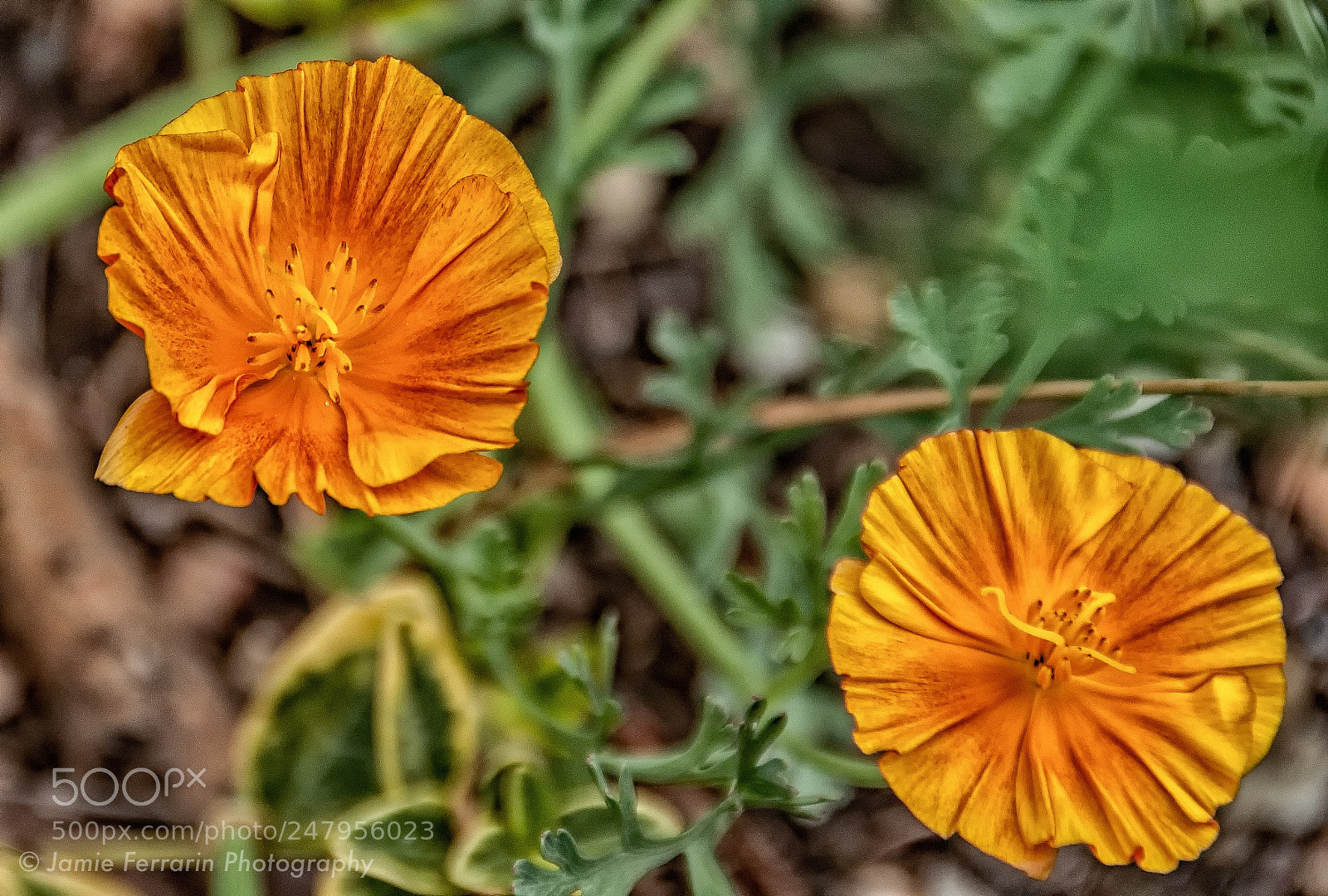 Nikon D90 sample photo. Orange you moody photography