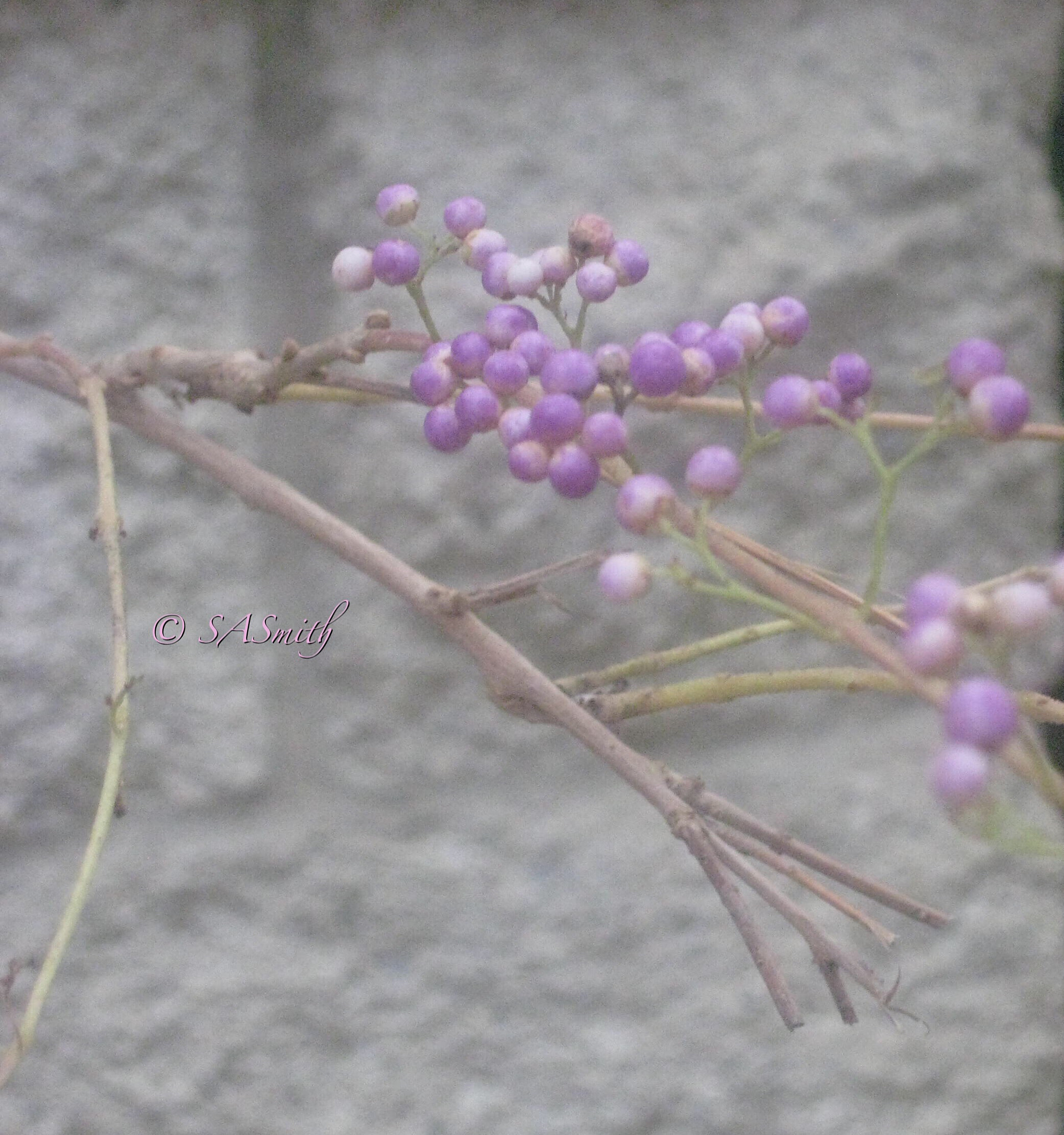 Canon POWERSHOT SD1000 sample photo