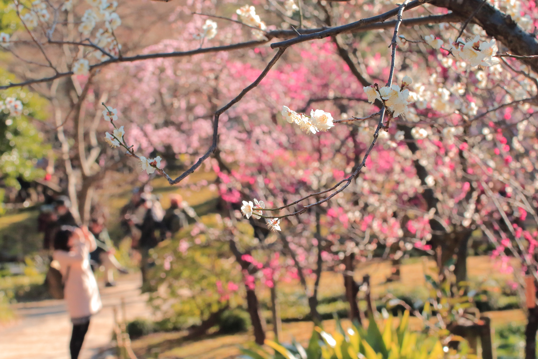 Canon EOS 700D (EOS Rebel T5i / EOS Kiss X7i) + Tamron SP 70-300mm F4-5.6 Di VC USD sample photo. Spring is here photography