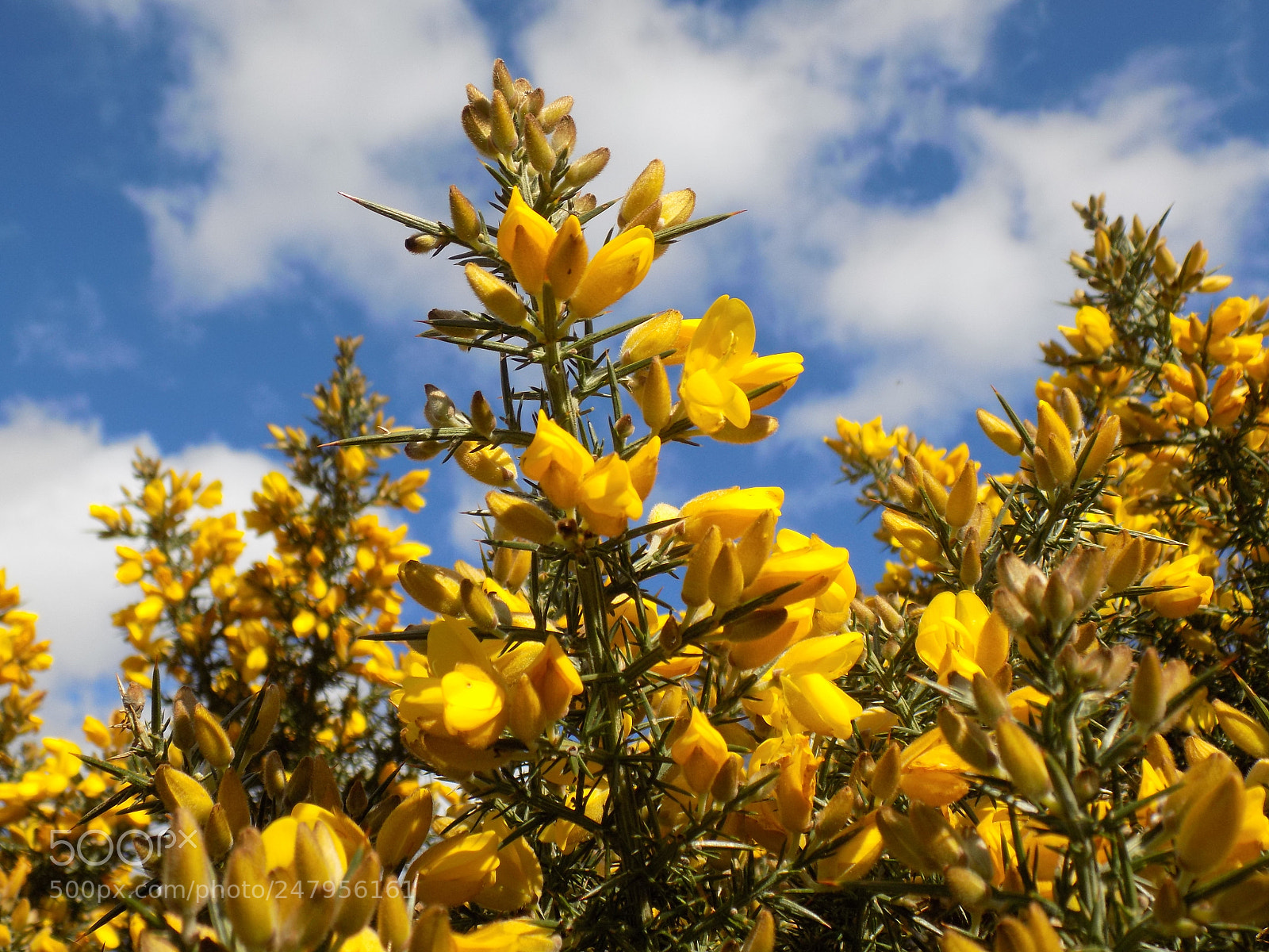 Nikon COOLPIX L340 sample photo. Flowers in the sun photography