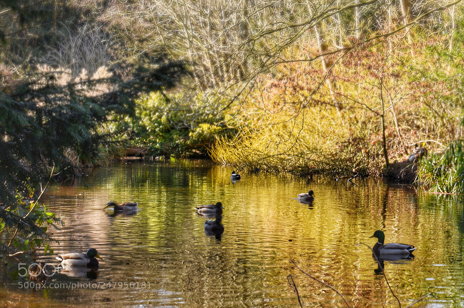 Nikon D3400 sample photo. Ducks! photography