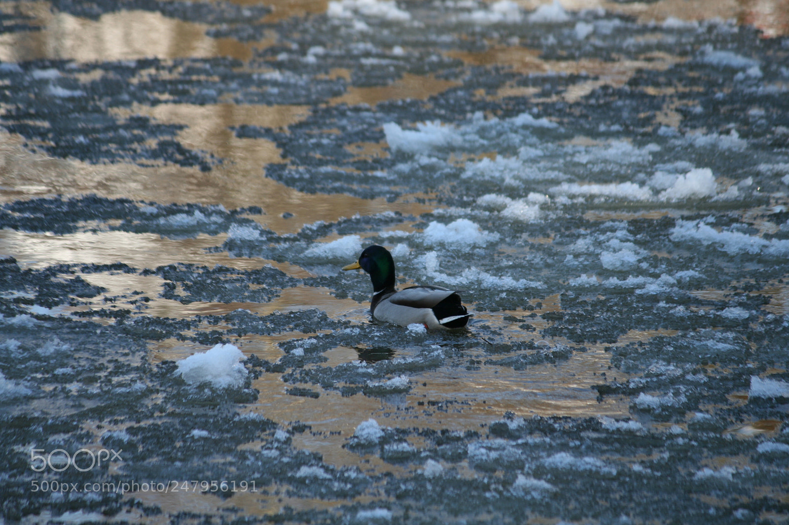 Canon EOS 350D (EOS Digital Rebel XT / EOS Kiss Digital N) sample photo. Duck and ice photography