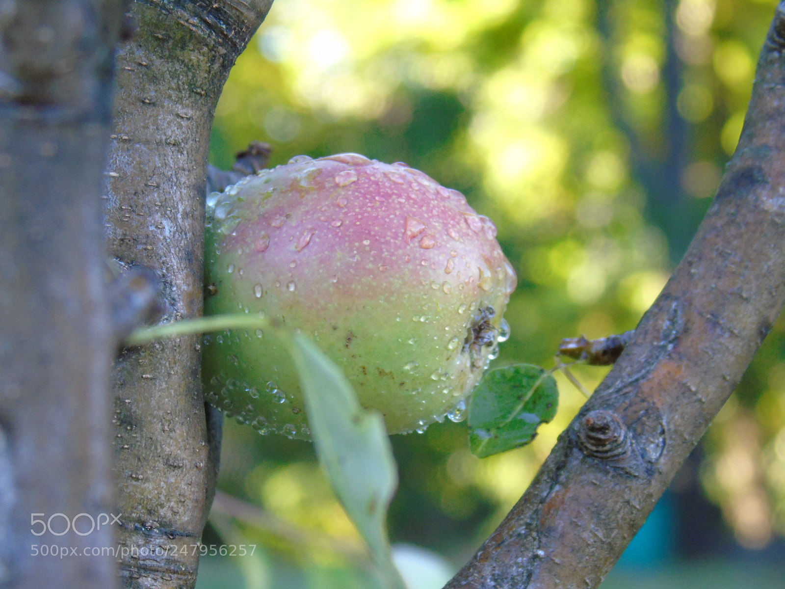 Sony Cyber-shot DSC-H400 sample photo. Abstract photography