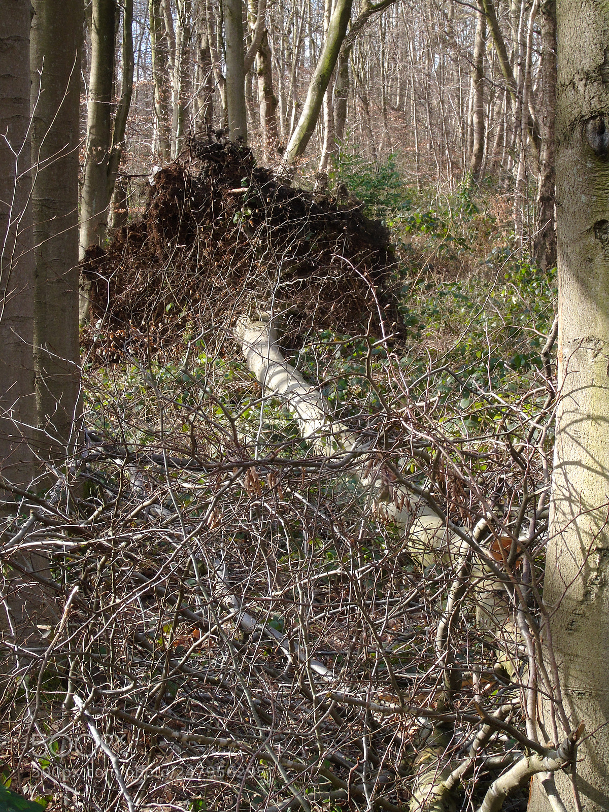 Sony Cyber-shot DSC-H400 sample photo. Fallen tree in the photography