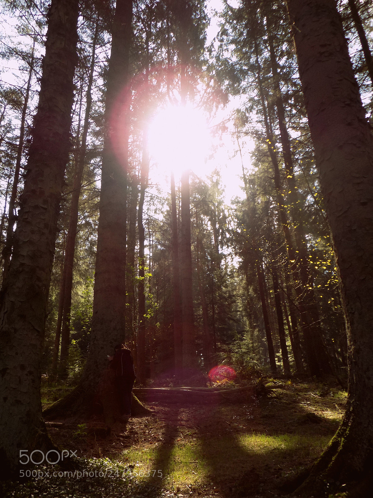 Nikon COOLPIX L340 sample photo. Sunshine in the trees photography