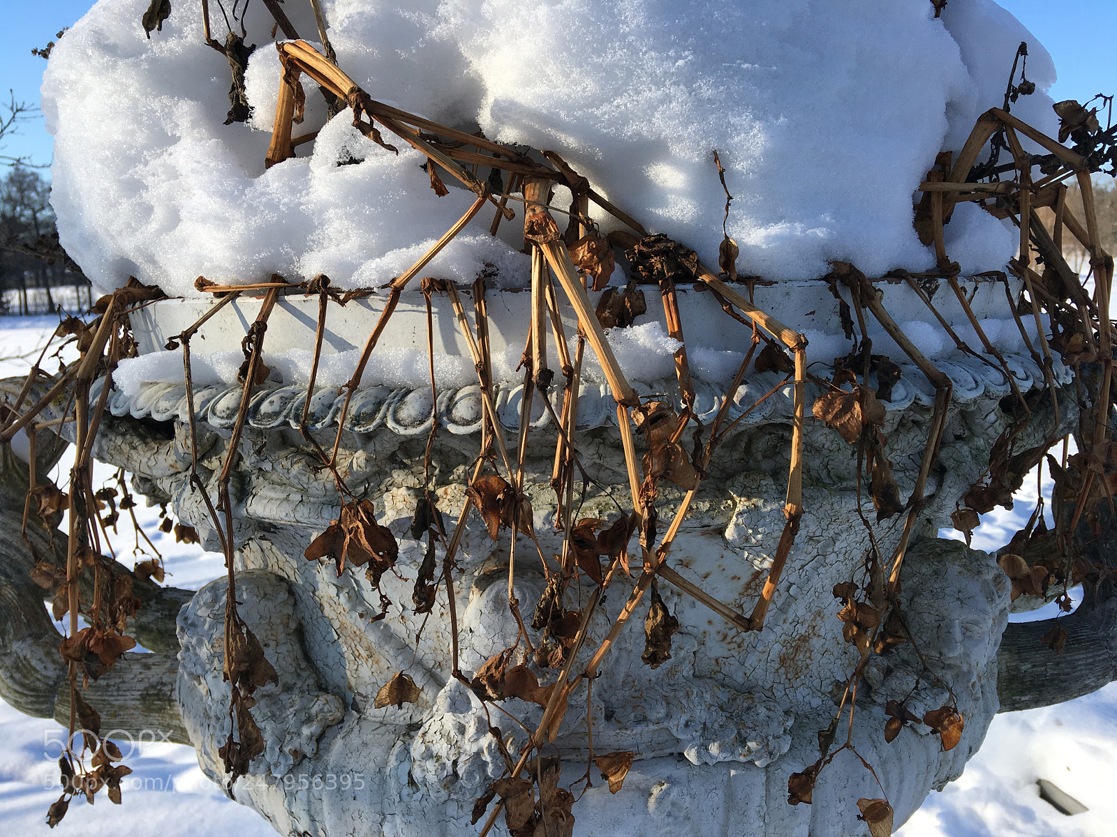 Apple iPhone SE sample photo. Winter bouquet photography