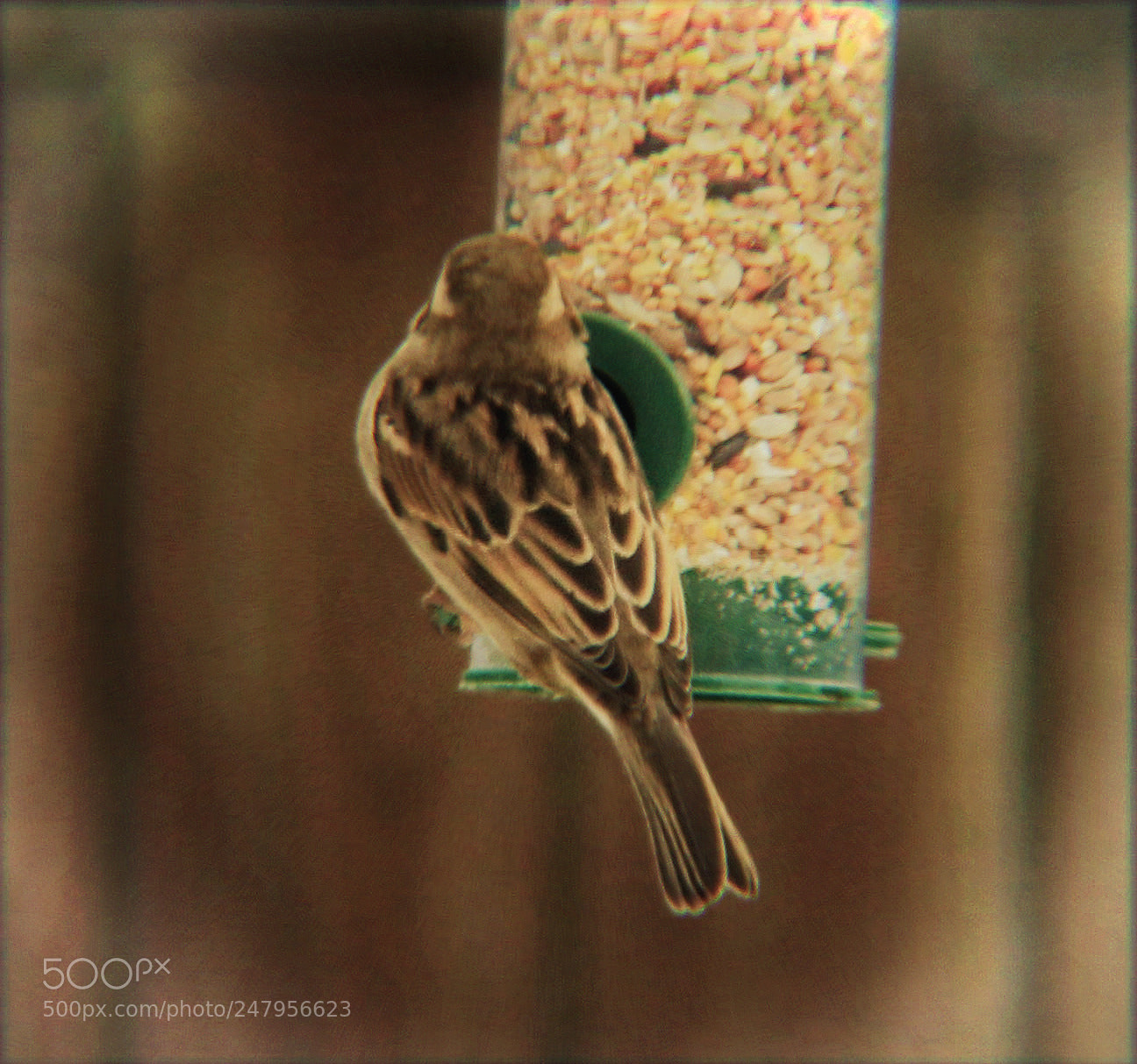 Canon EOS 700D (EOS Rebel T5i / EOS Kiss X7i) sample photo. Feeding sparrow photography