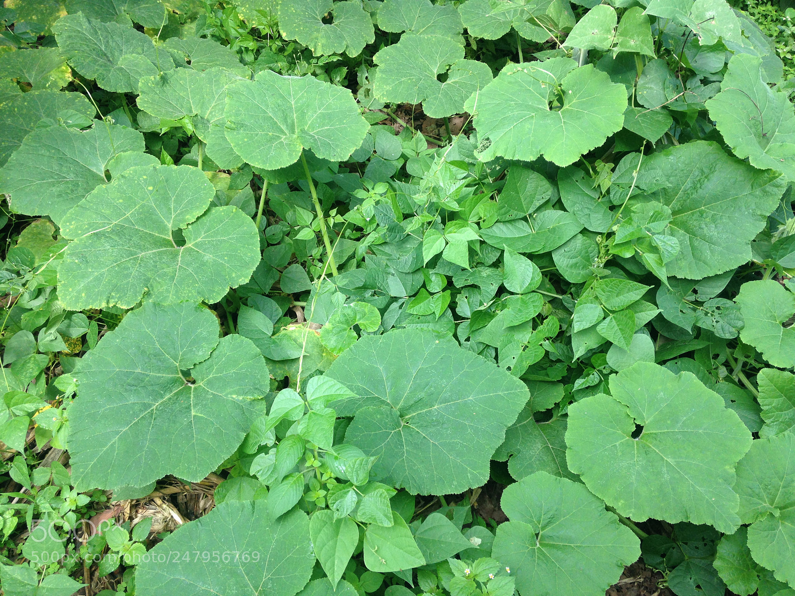 Apple iPhone 5c sample photo. Wild garden photography