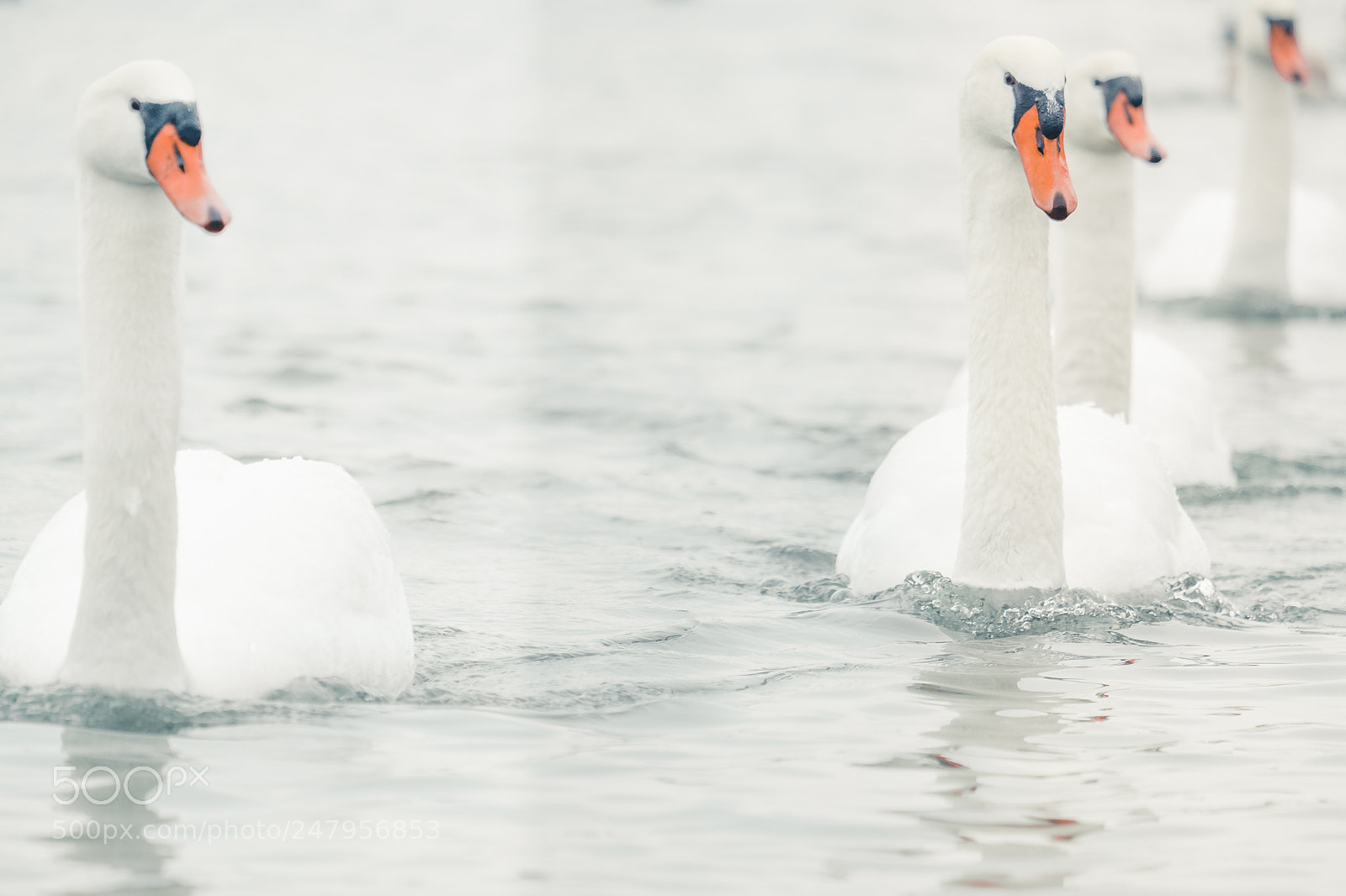 Fujifilm X-T2 sample photo. The swans on the photography