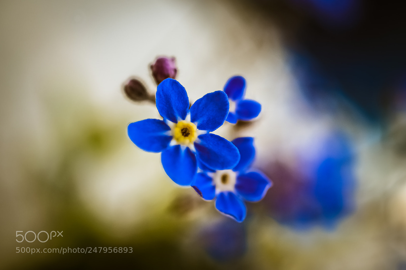 Sony SLT-A58 sample photo. *** forget me not *** photography