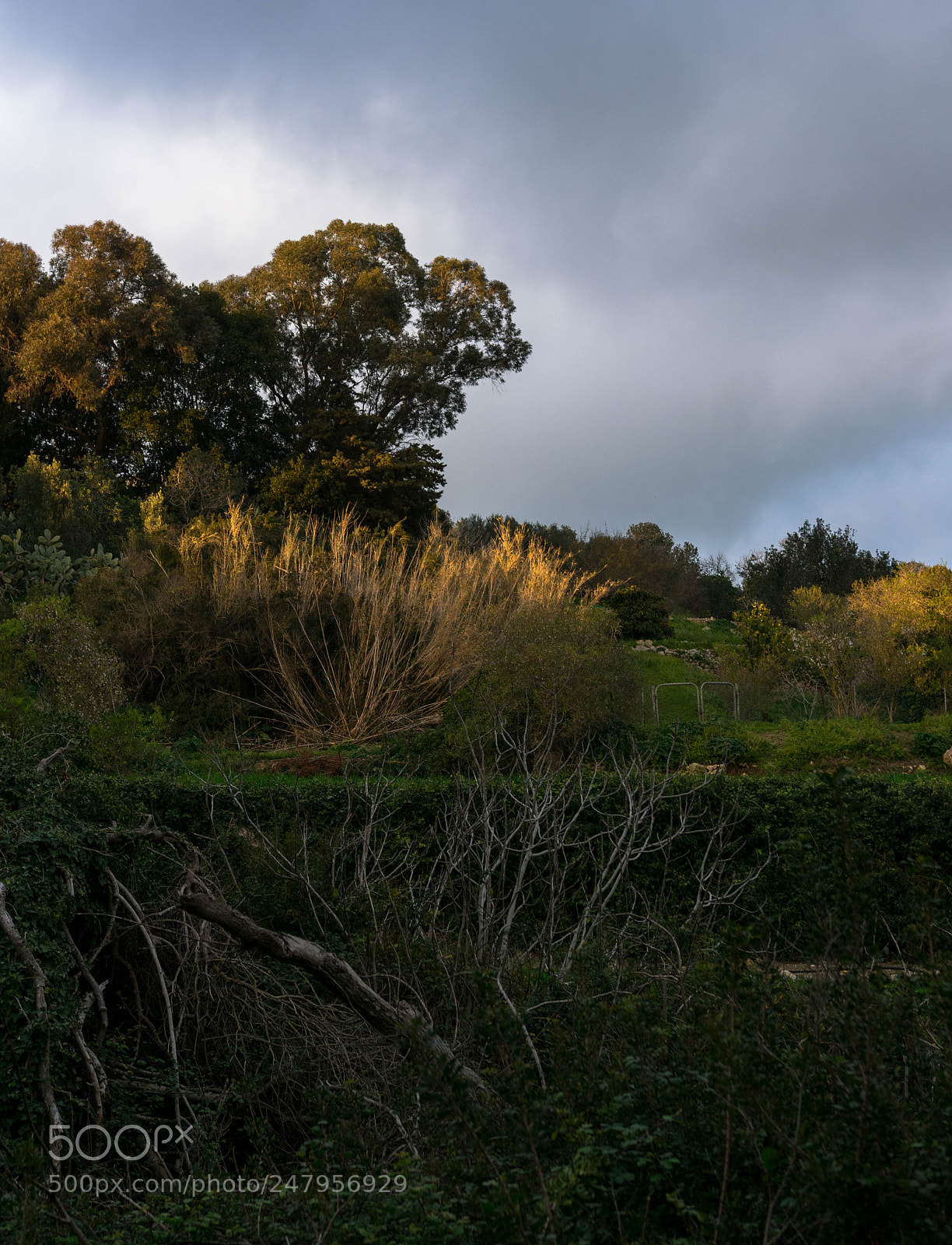 Nikon D3400 sample photo. Warm light photography