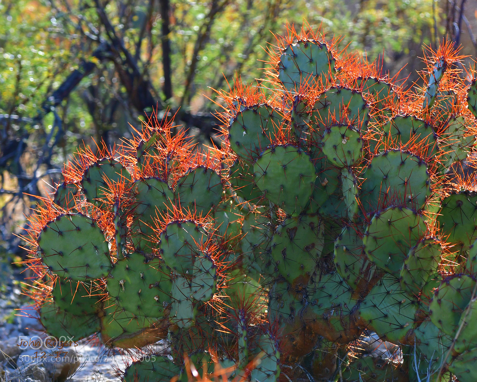 Nikon D500 sample photo. Crop photography