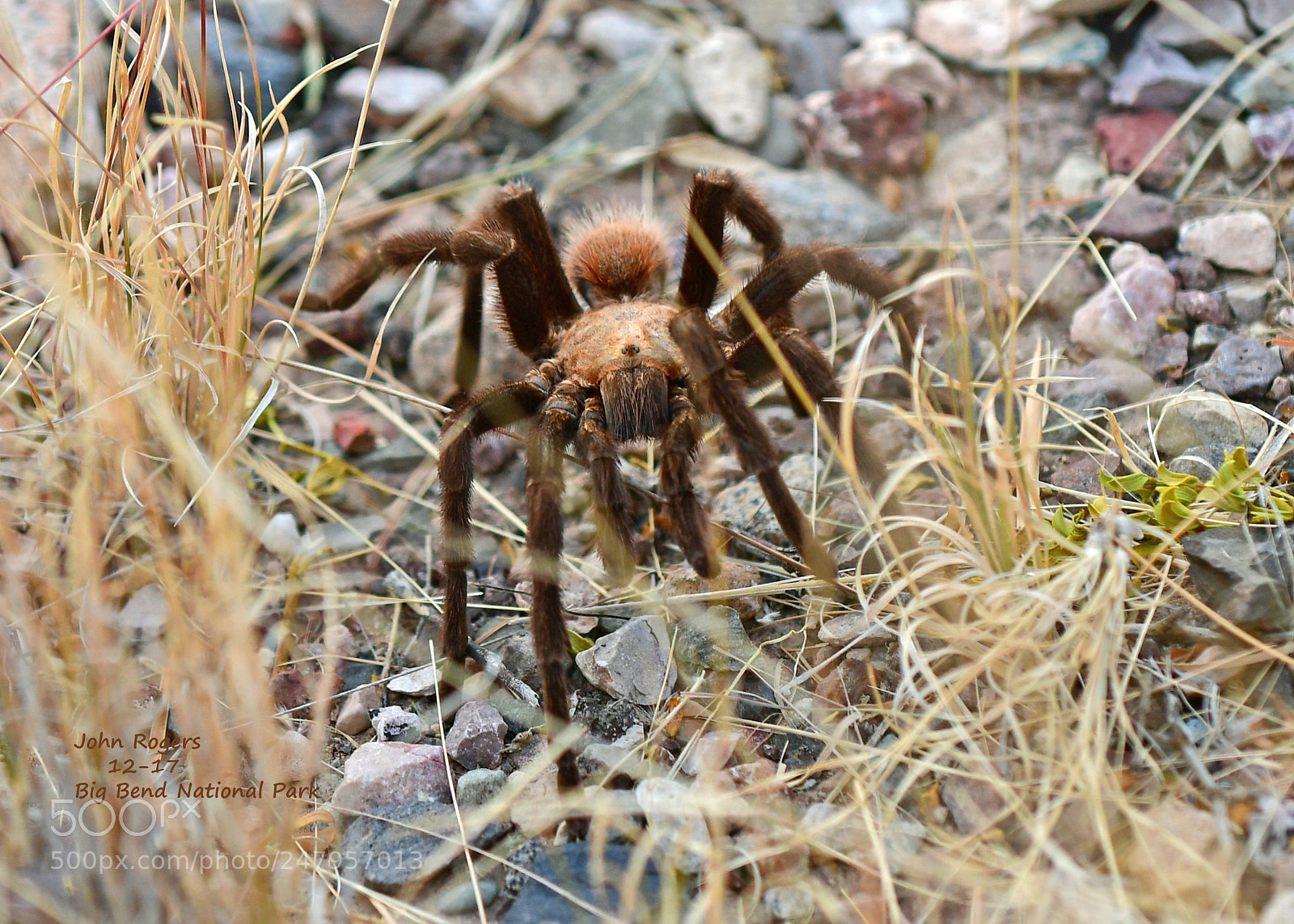 Nikon D500 sample photo. Crop photography