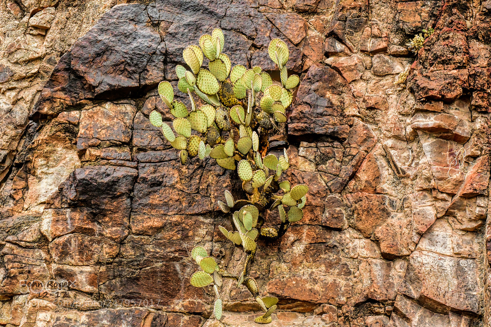 Nikon D500 sample photo. Crop photography