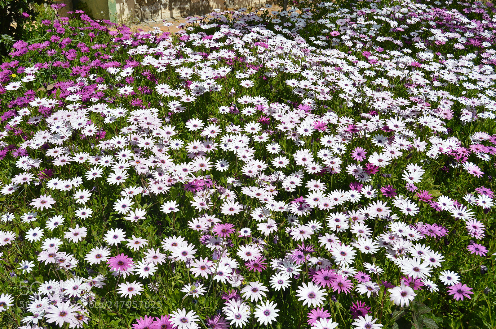 Nikon D3200 sample photo. Spring feast photography