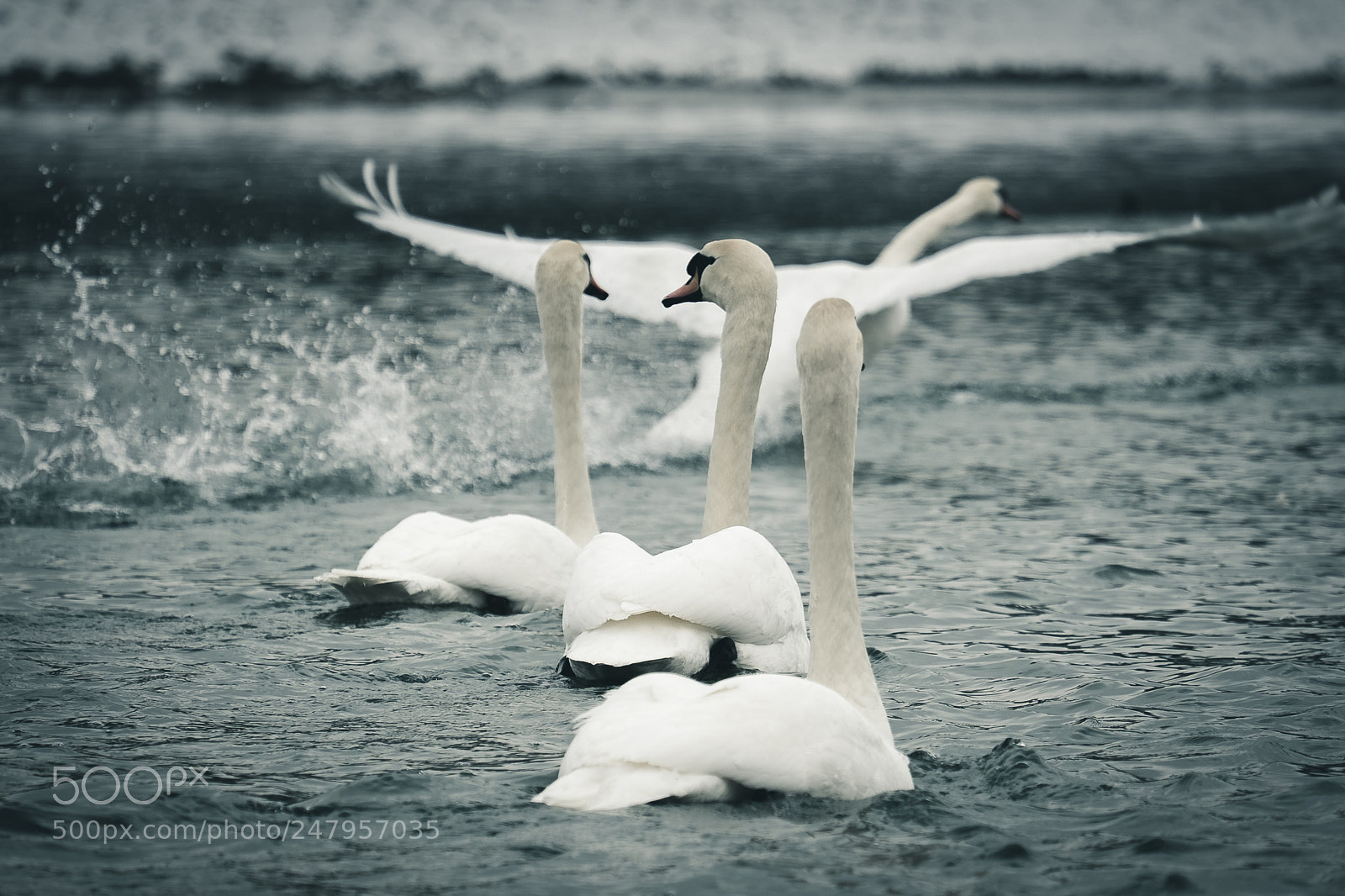 Fujifilm X-T2 sample photo. The swans on the photography
