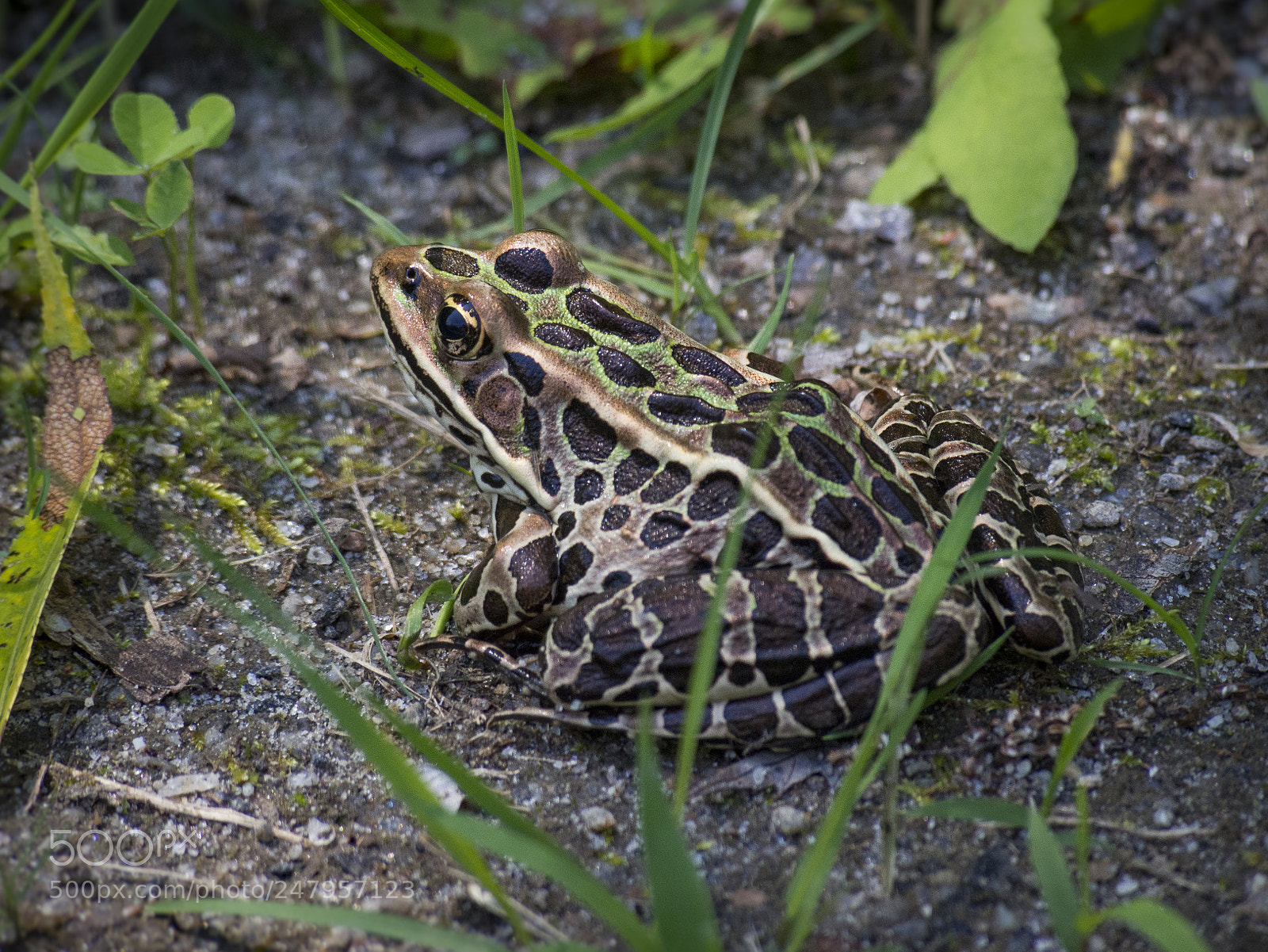 Olympus PEN E-PL5 sample photo. Amphibian photography