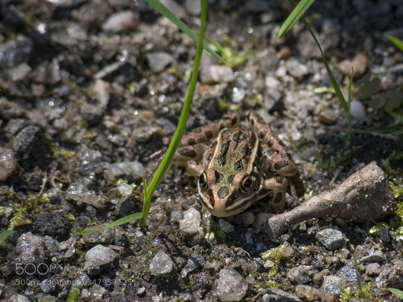 Olympus PEN E-PL5 sample photo. Amphibian photography