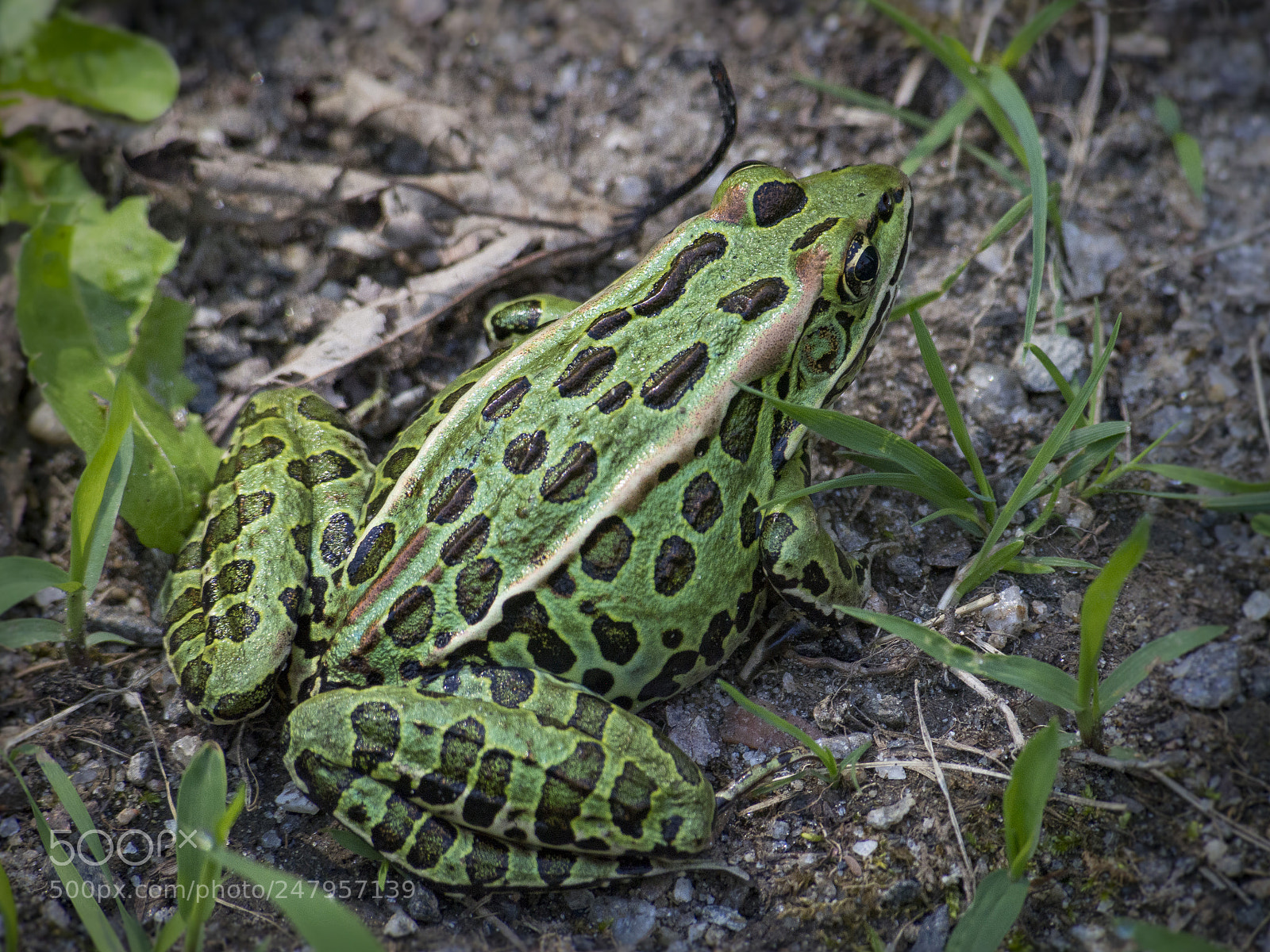 Olympus PEN E-PL5 sample photo. Amphibian photography