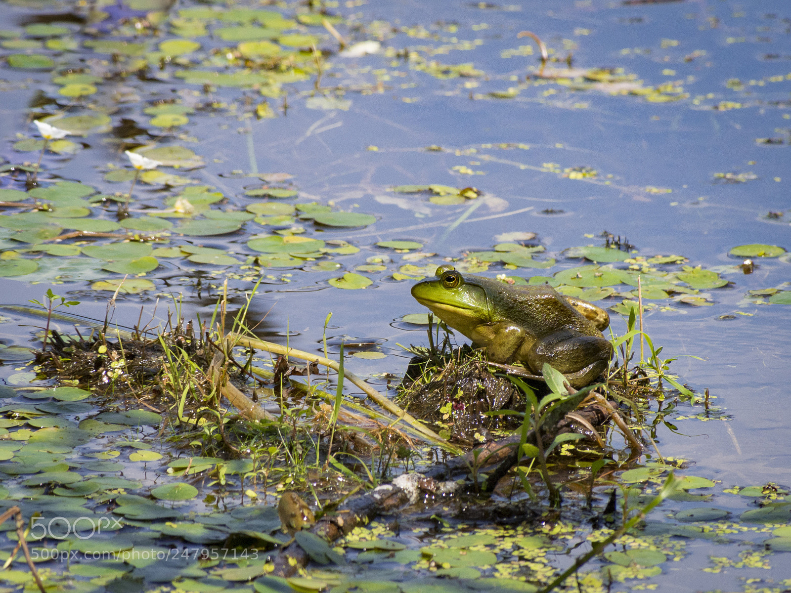 Olympus PEN E-PL5 sample photo. Amphibian photography