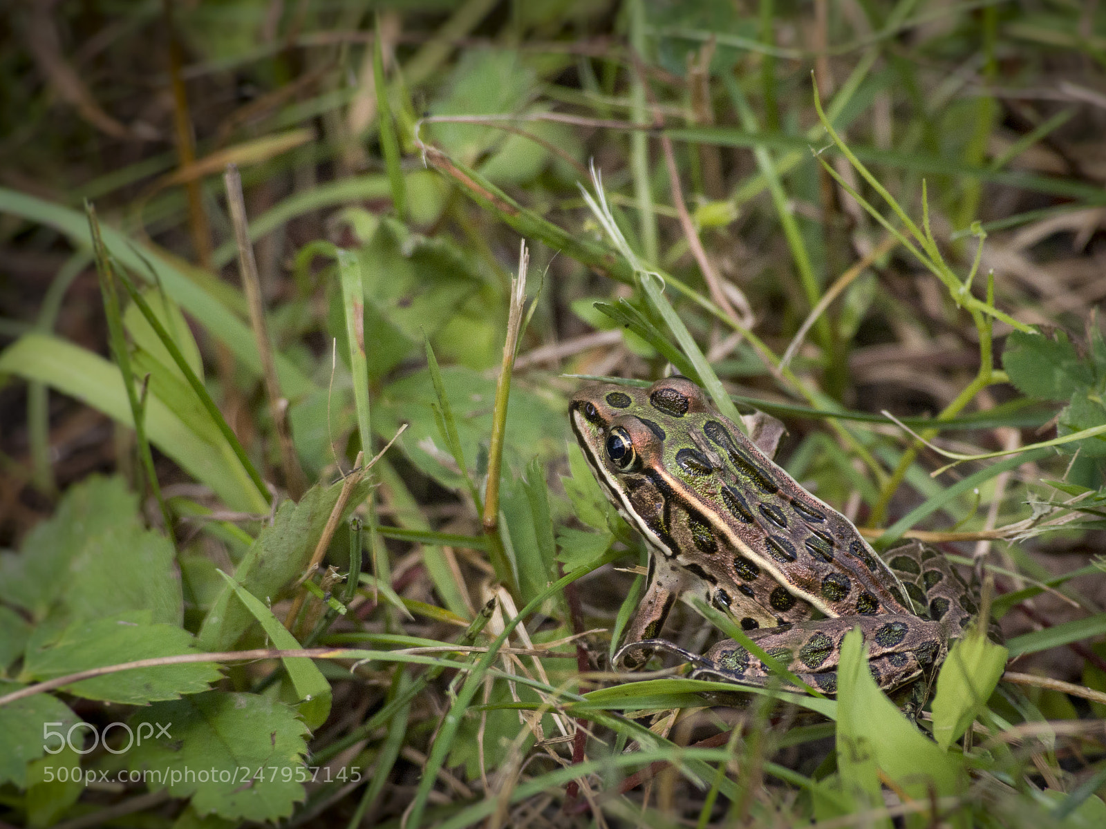 Olympus PEN E-PL5 sample photo. Amphibian photography