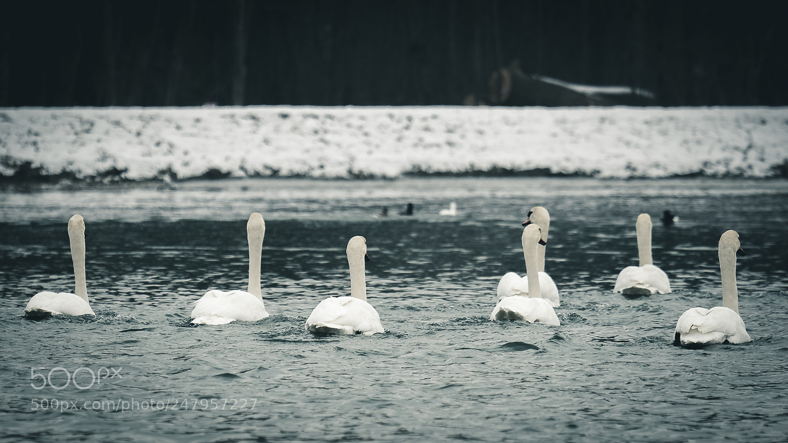 Fujifilm X-T2 sample photo. The swans on the photography