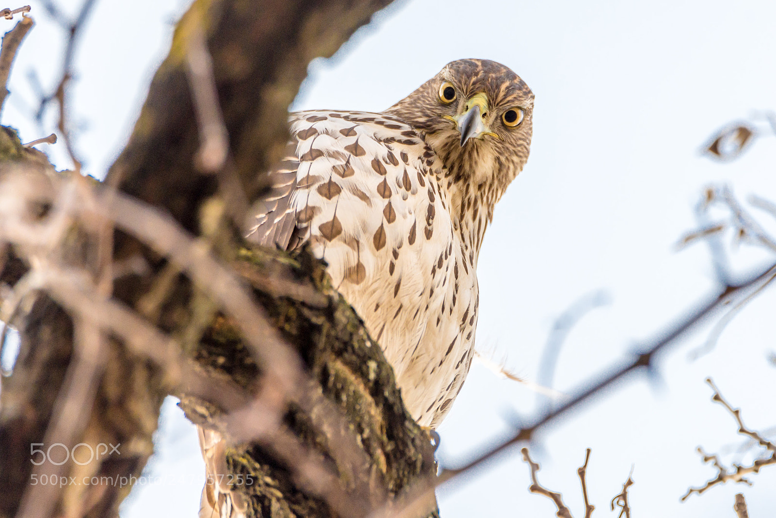 Nikon D600 sample photo. Curious cooper's hawk photography
