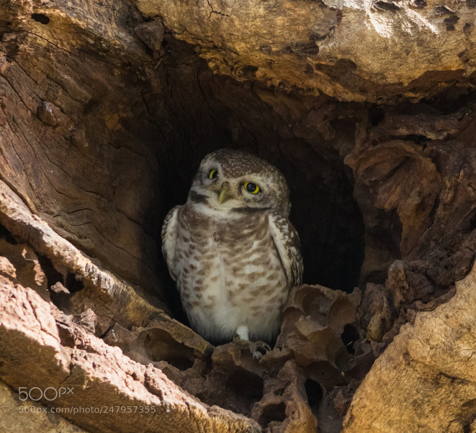 Canon EOS 700D (EOS Rebel T5i / EOS Kiss X7i) sample photo. Spotted owlet photography
