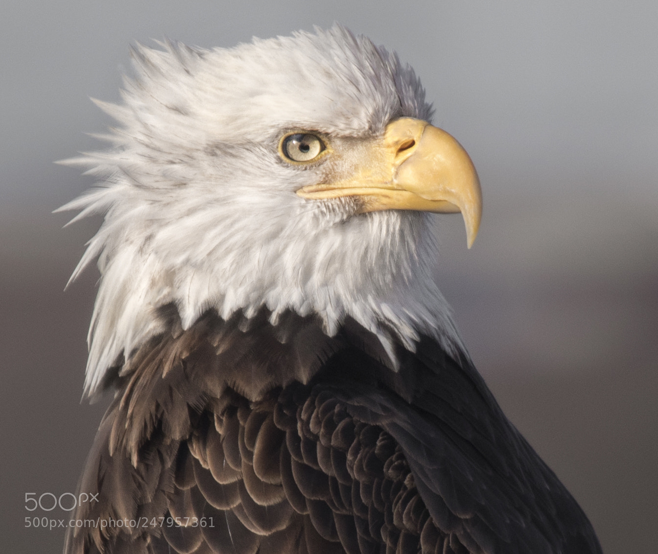 Canon EOS 7D Mark II sample photo. Retrato de un aguila. photography