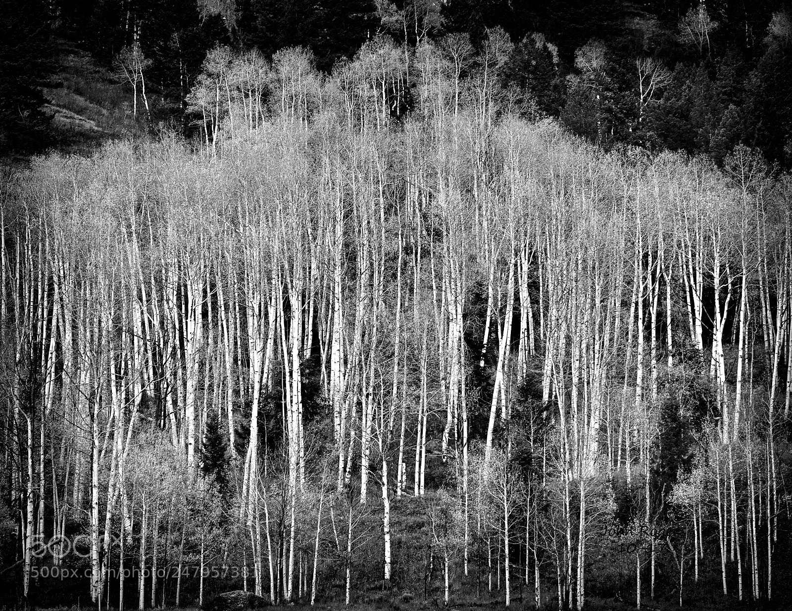 Nikon D500 sample photo. Bwcrop photography