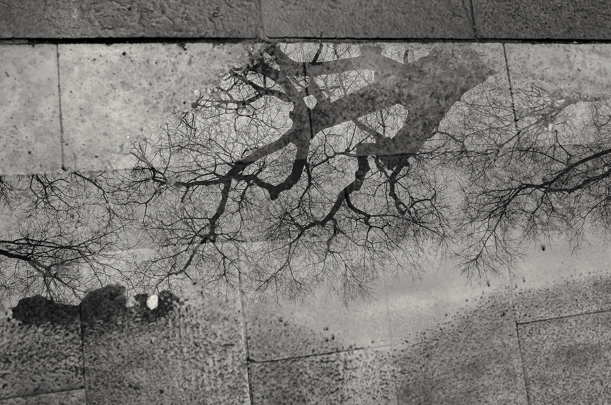Leica X2 sample photo. “arbre dins l’aigua” photography