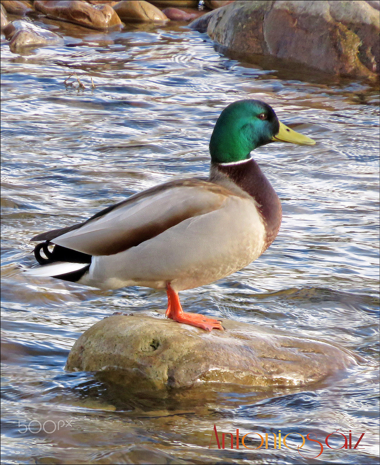 Canon PowerShot SX700 HS sample photo. Ánade real photography