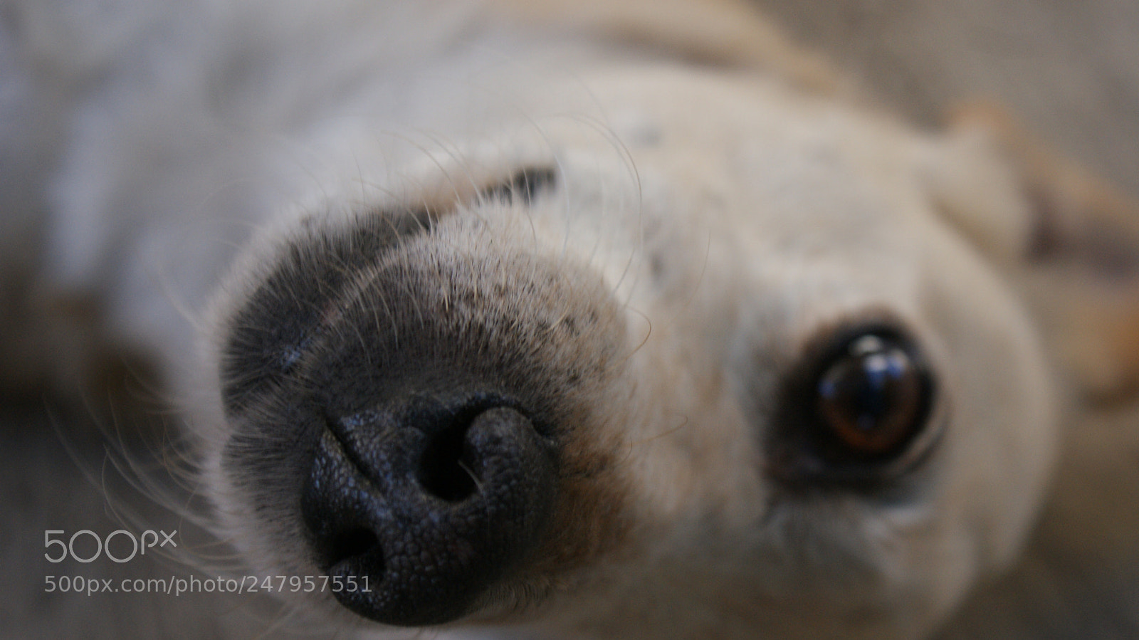 Sony DT 18-70mm F3.5-5.6 sample photo. Coopy photography