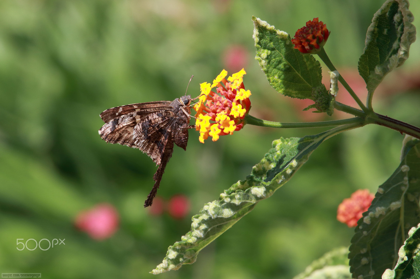 Canon EF-S 55-250mm F4-5.6 IS STM sample photo. A kiss photography