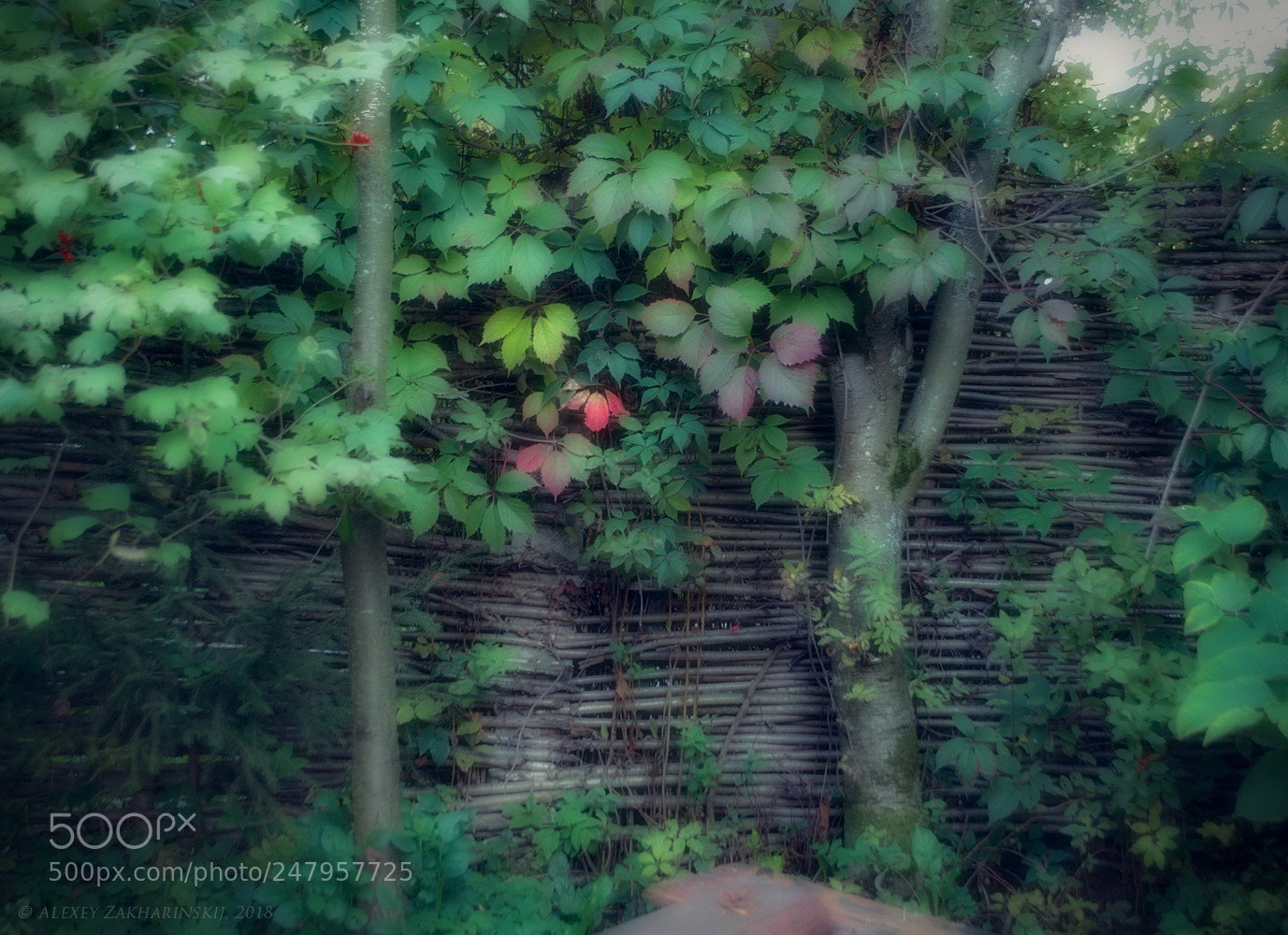 Nikon D200 sample photo. A fence of woven photography