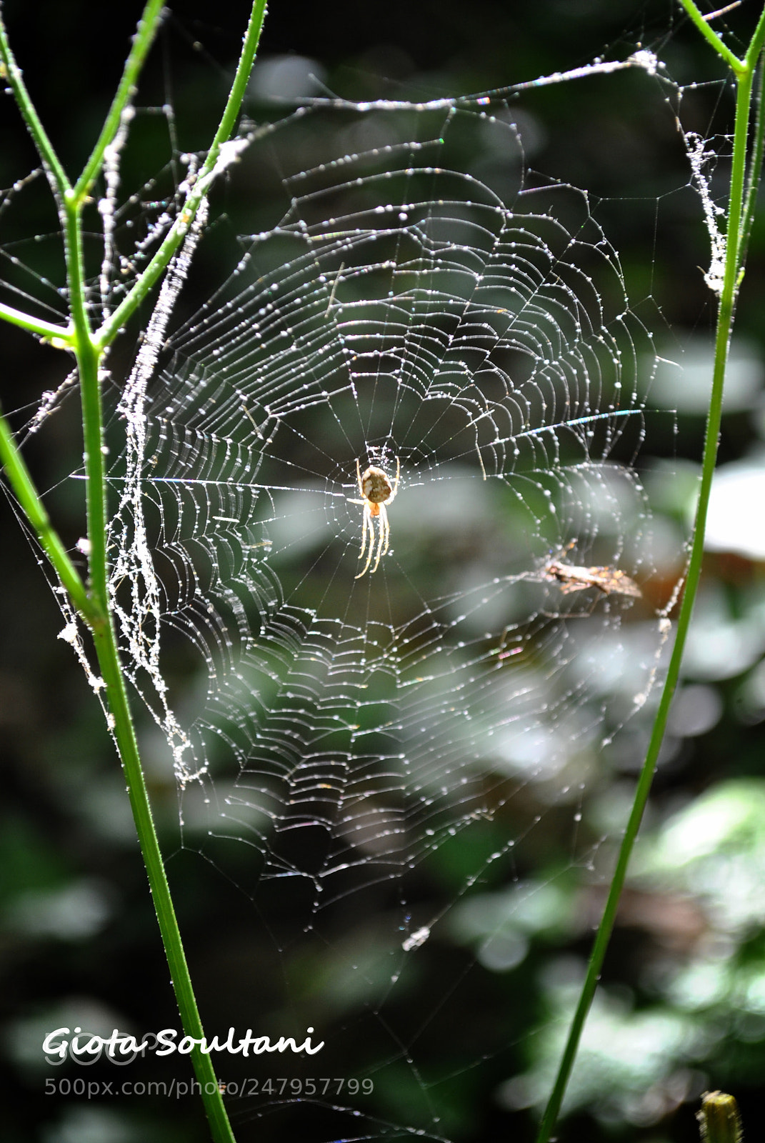 Nikon D3000 sample photo. Web photography