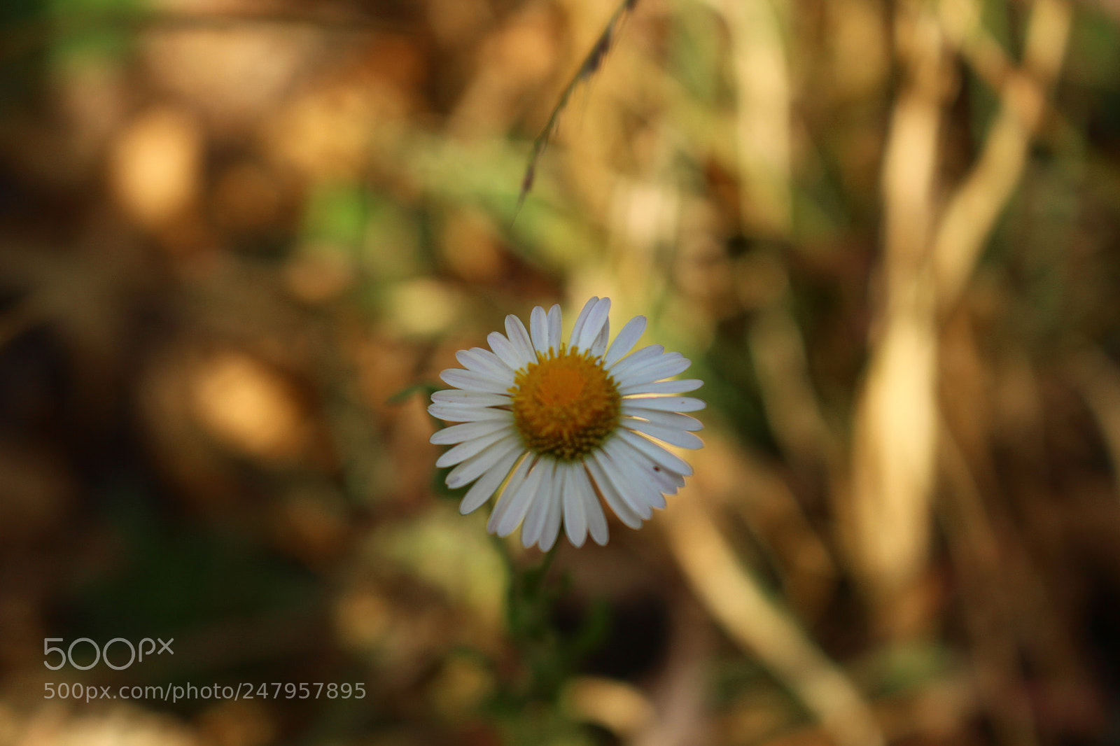 Canon EOS 700D (EOS Rebel T5i / EOS Kiss X7i) sample photo. Inesperado detalle photography