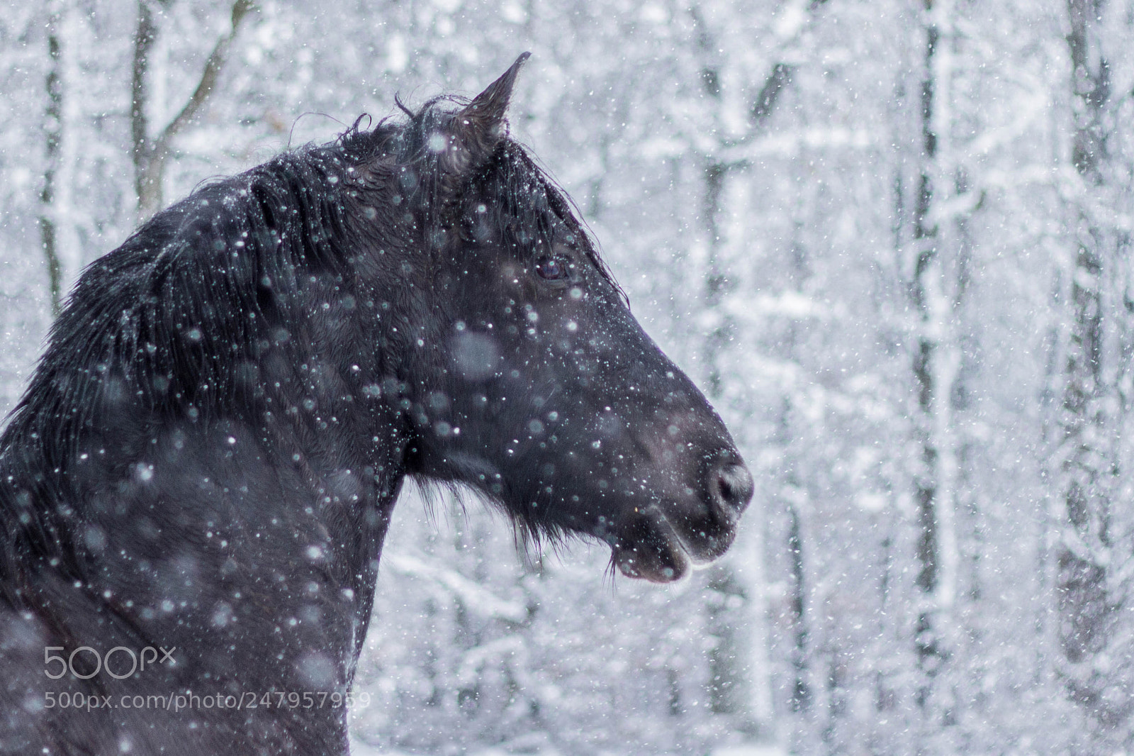 Canon EOS 550D (EOS Rebel T2i / EOS Kiss X4) sample photo. Snowhorse photography