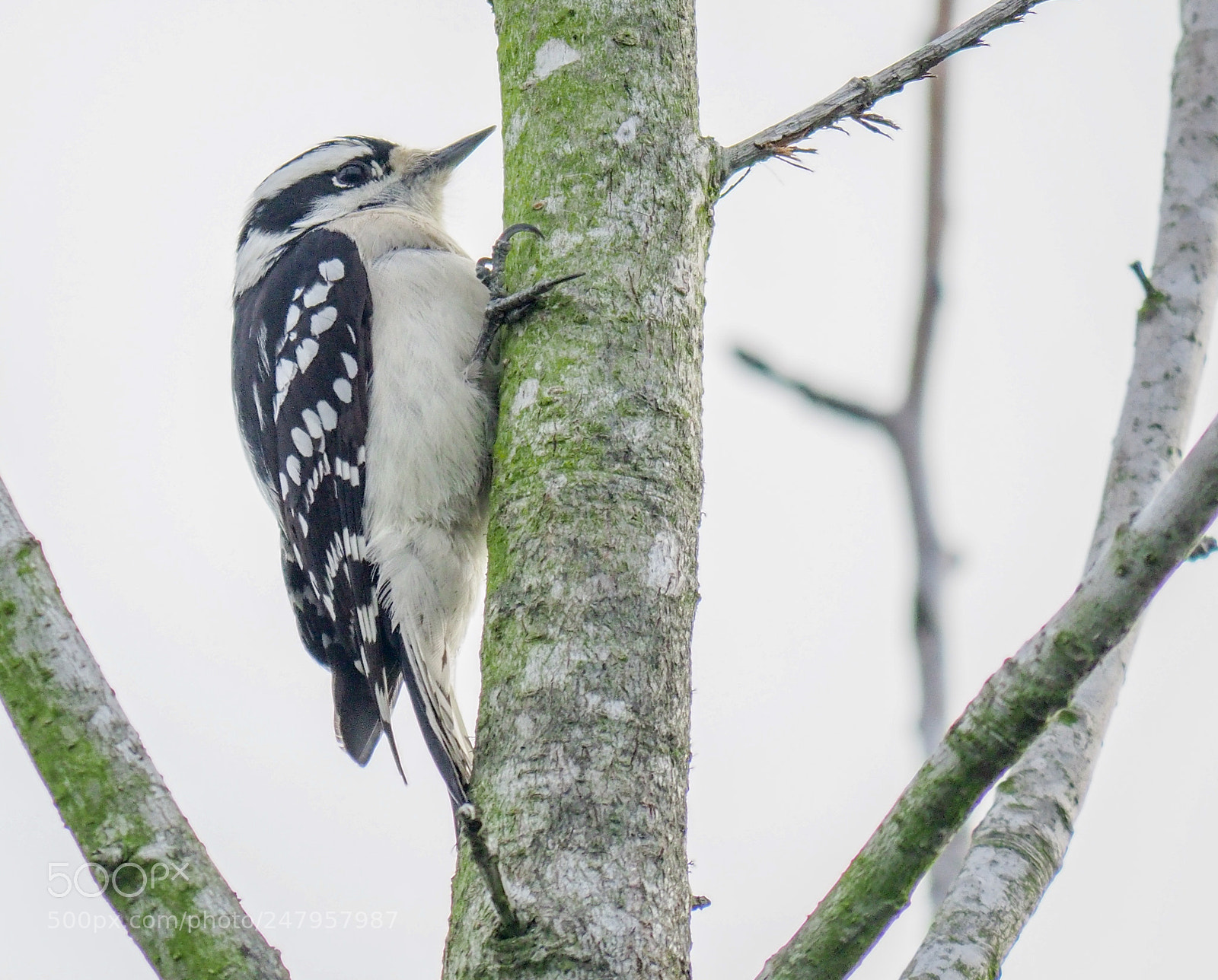 Olympus OM-D E-M1 Mark II sample photo. Woodpecker photography