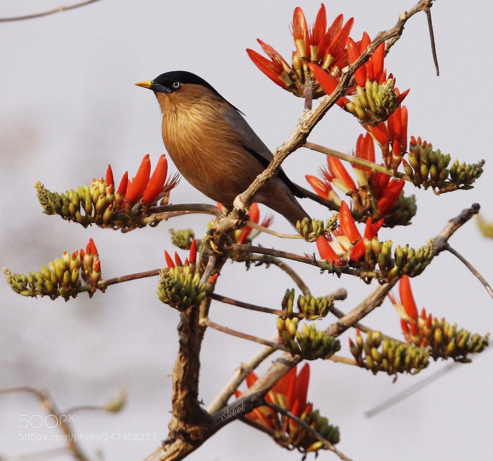 Canon EOS 600D (Rebel EOS T3i / EOS Kiss X5) sample photo. Brahminy starling photography