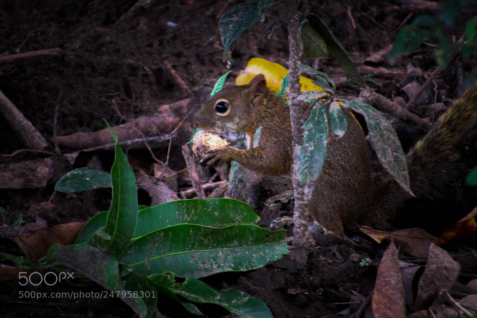 Canon PowerShot SX530 HS sample photo. Squirrel photography