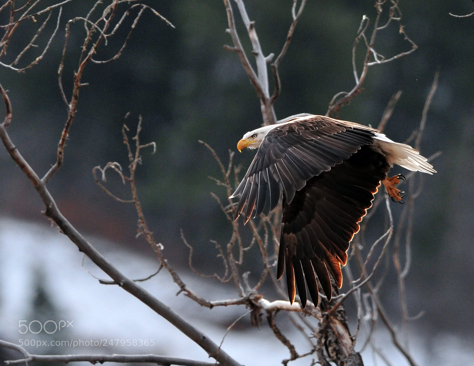 Nikon D300 sample photo. Copy photography