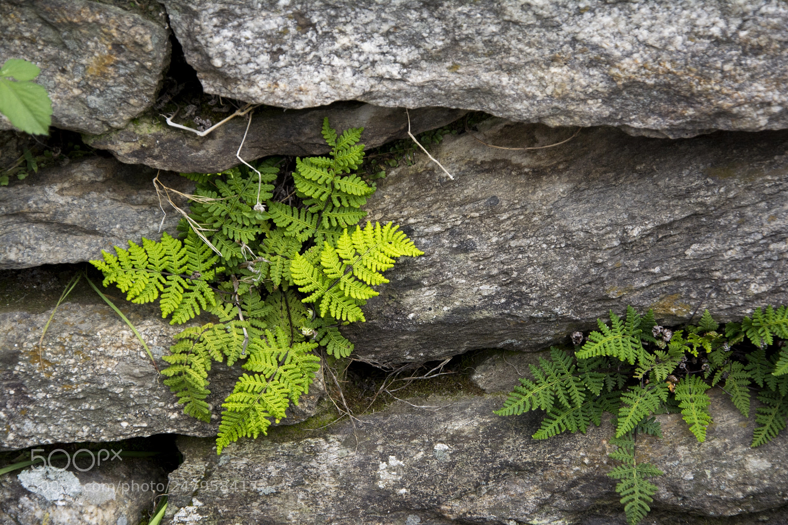 Nikon D5200 sample photo. Texture. photography