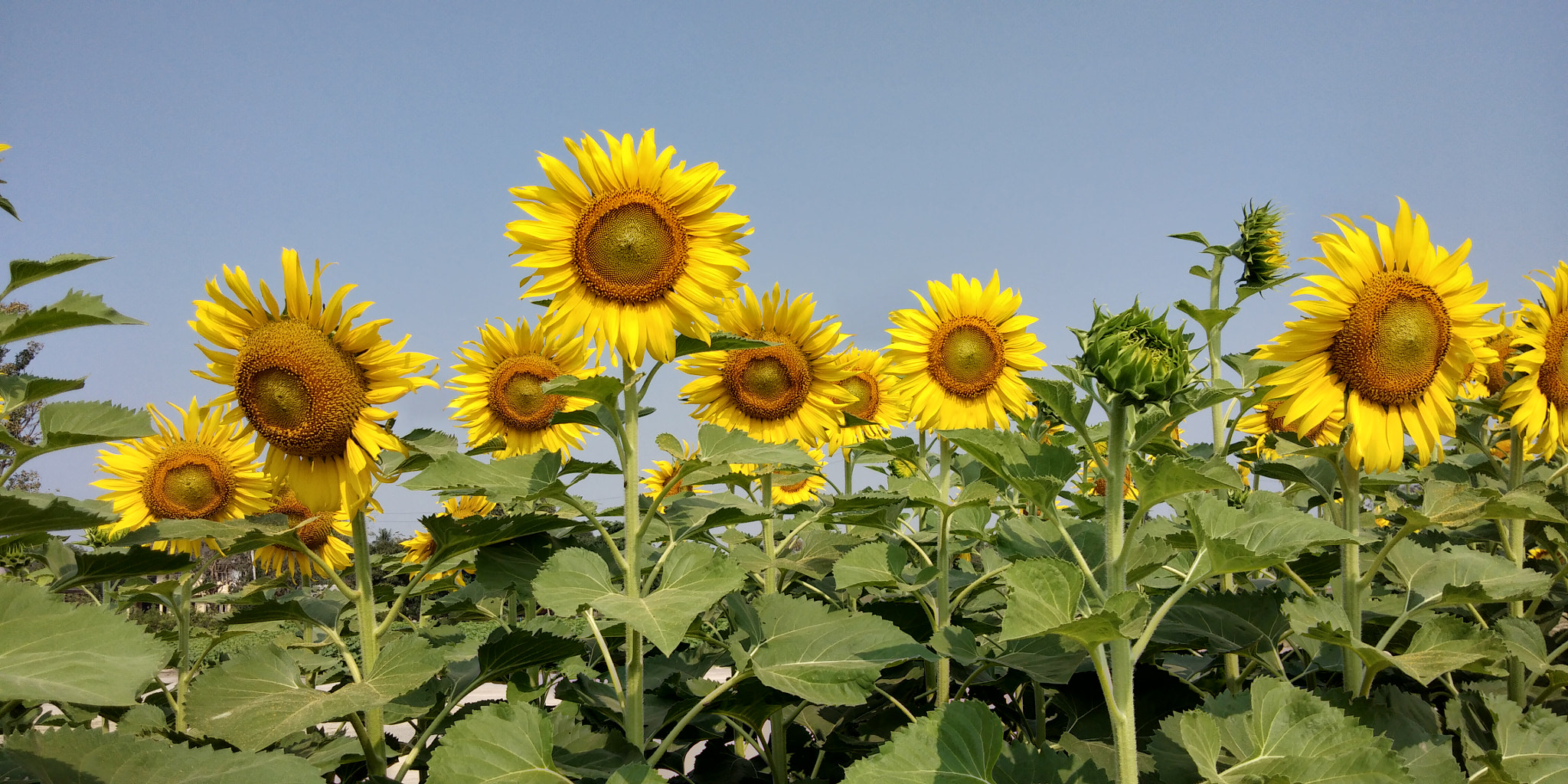 vivo 1718 sample photo. Sunflower photography
