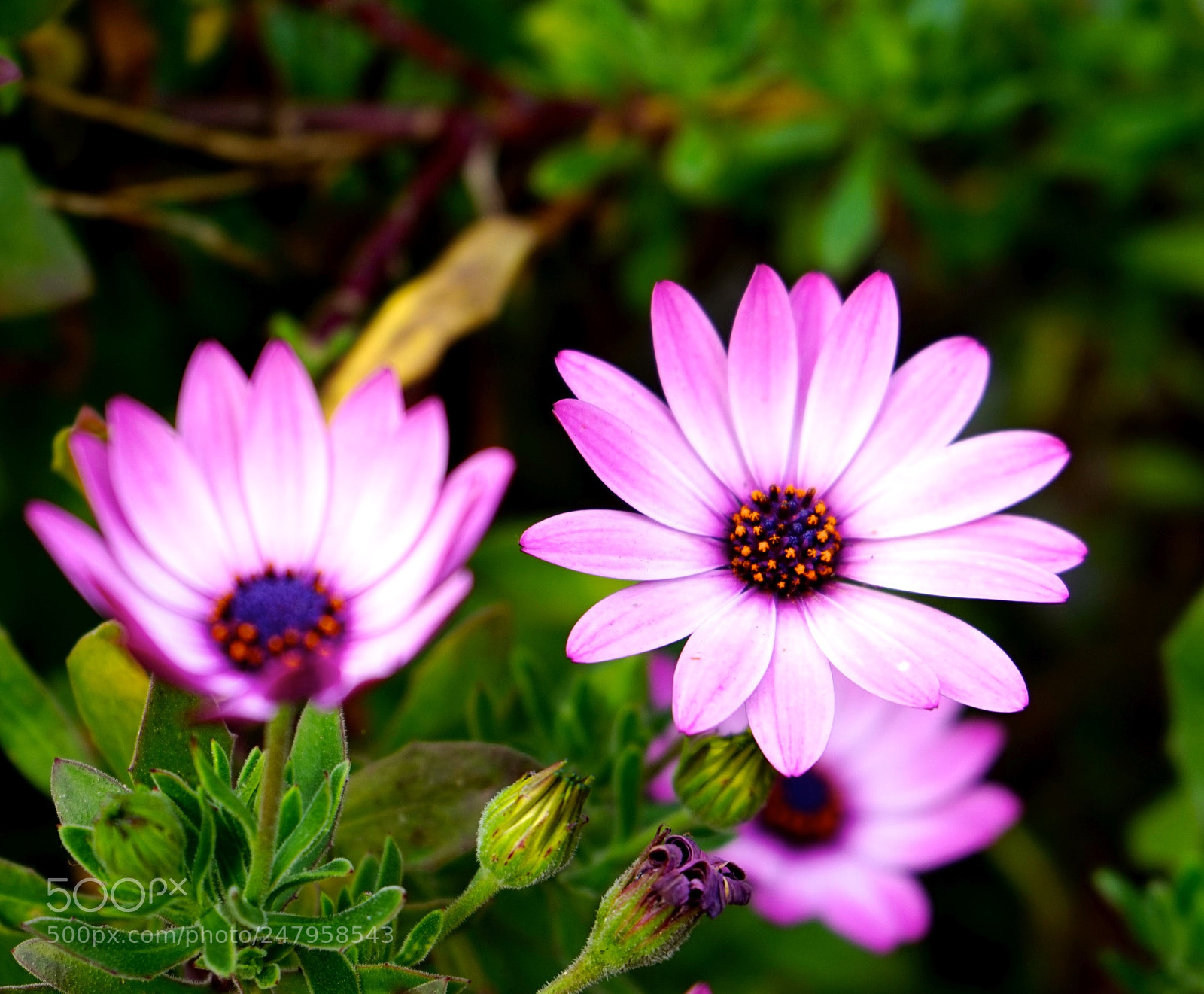 Sony a7 sample photo. Daisy photography