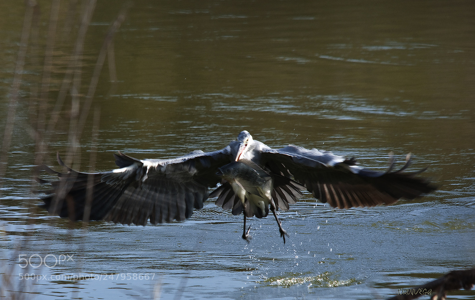 Nikon D90 sample photo. Garza y pez photography