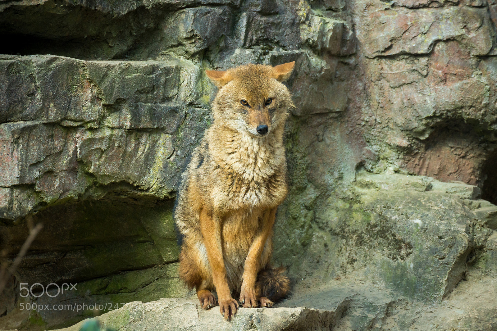 Nikon D7200 sample photo. Zoo burgers arnhem: jackal photography