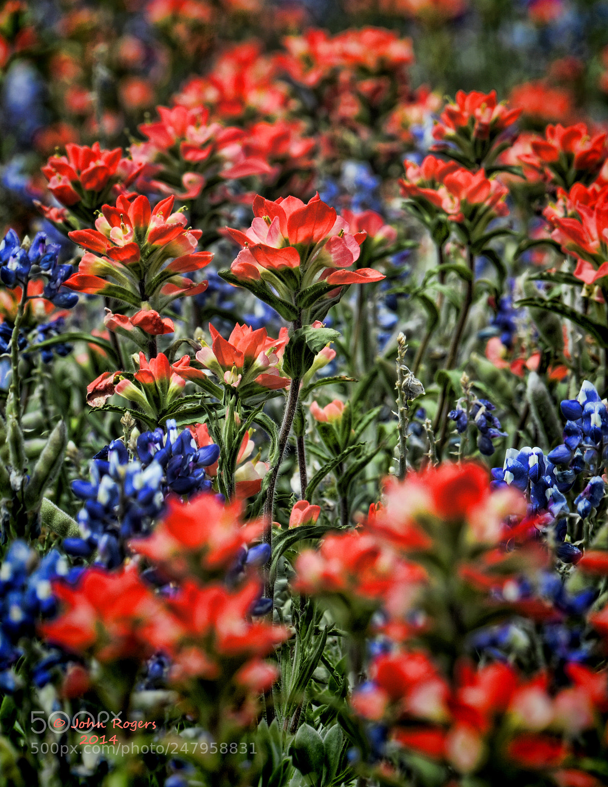 Nikon D800 sample photo. Copy photography